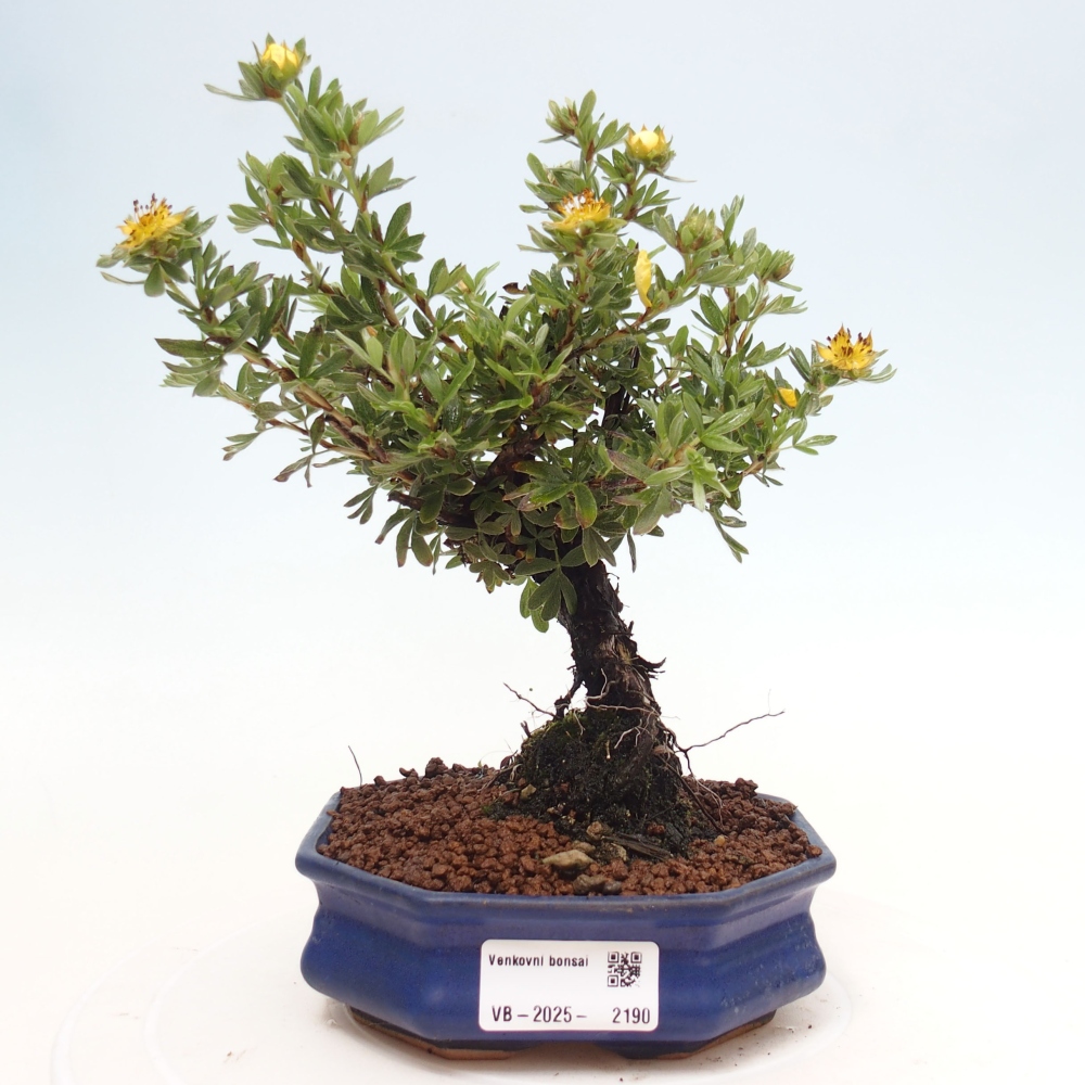 Outdoor-Bonsai-Fingerkraut - Potentila fruticosa gelber Vogel