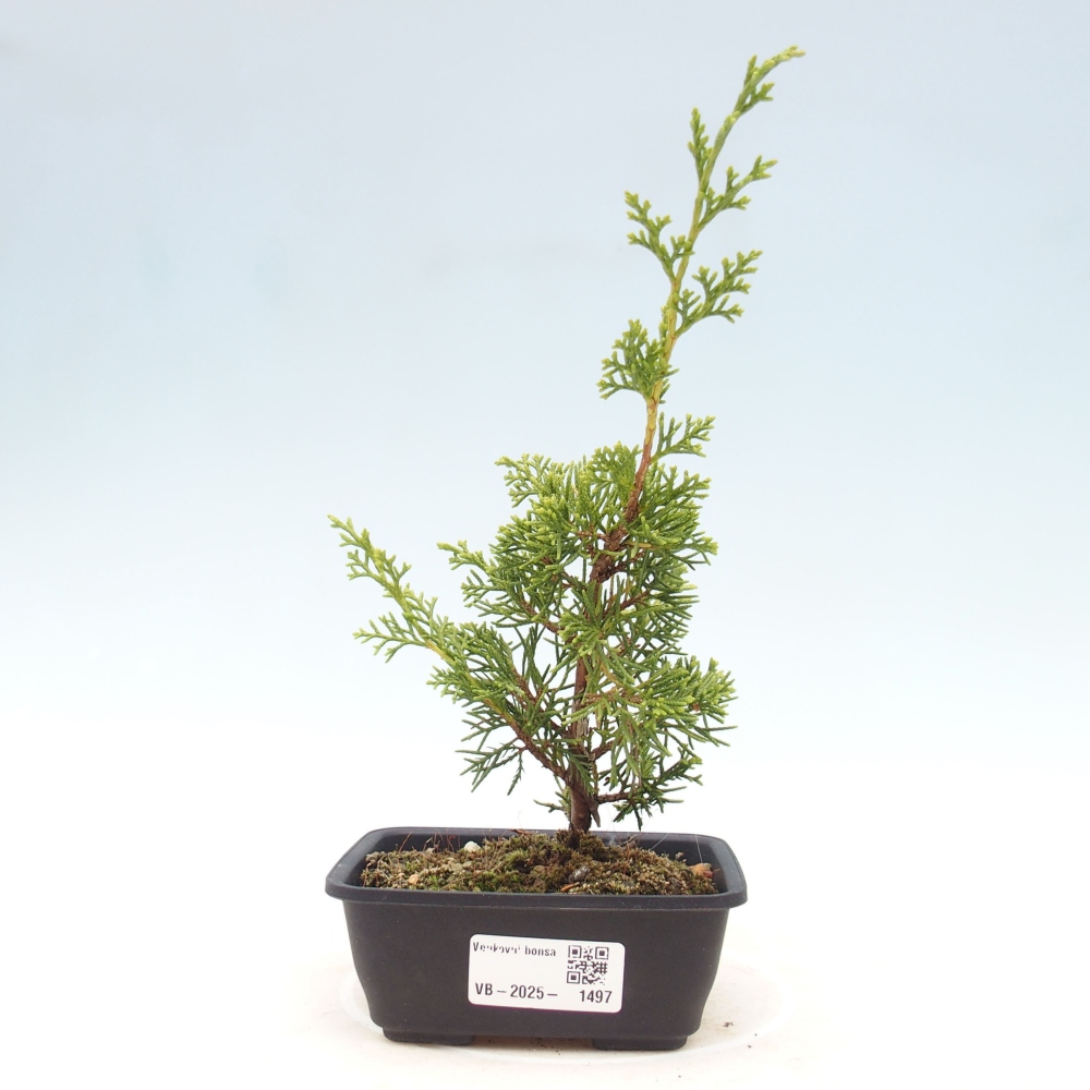 Outdoor bonsai - Juniperus chinensis Itoigawa - Chinese juniper
