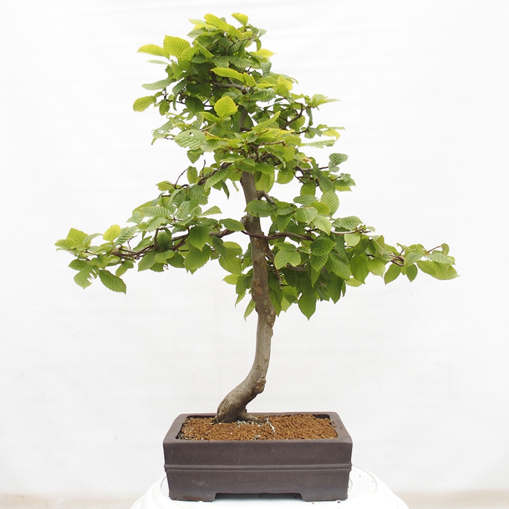 Bonsai im Freien - Hainbuche - Carpinus betulus