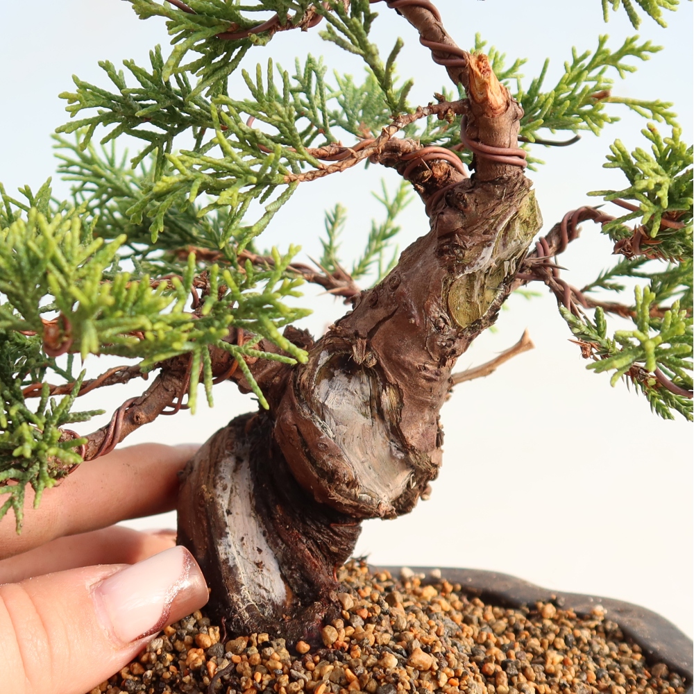 Outdoor bonsai - Juniperus chinensis Itoigawa - Chinese juniper