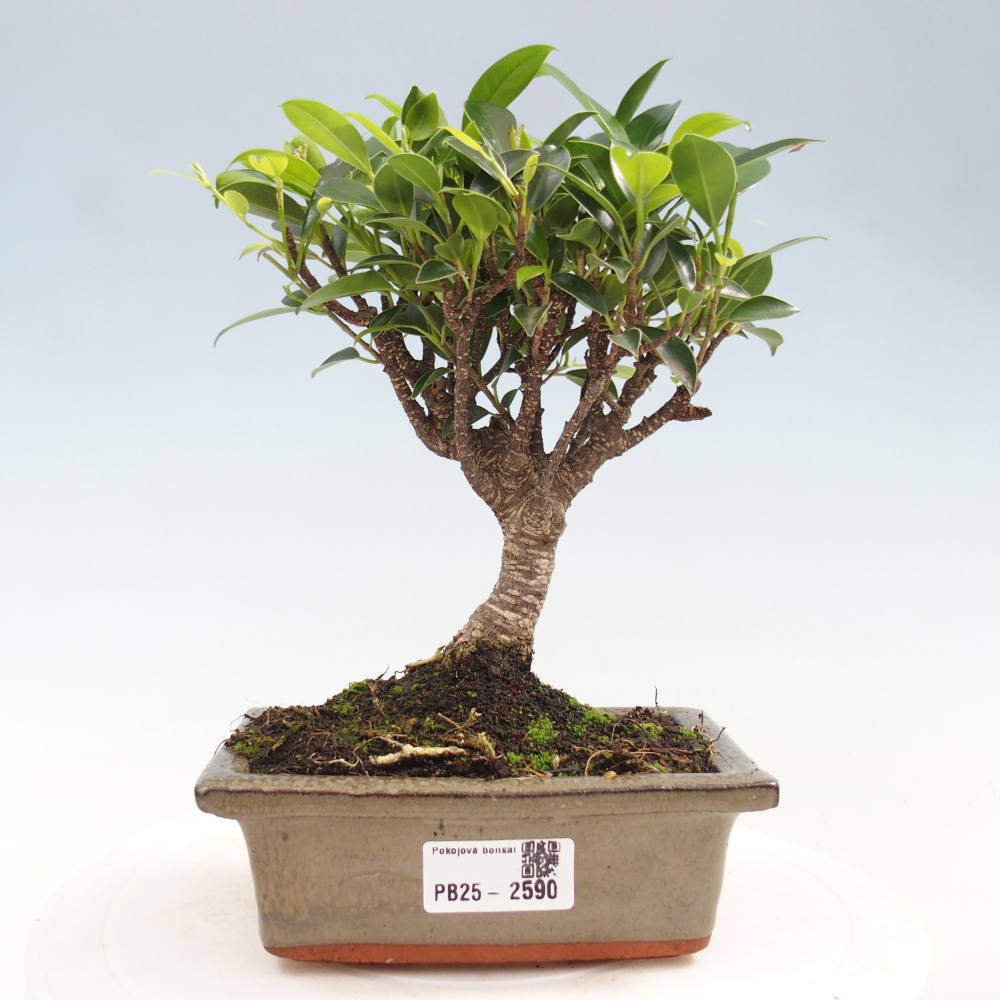 Zimmerbonsai - Ficus retusa - kleinblättriger Ficus