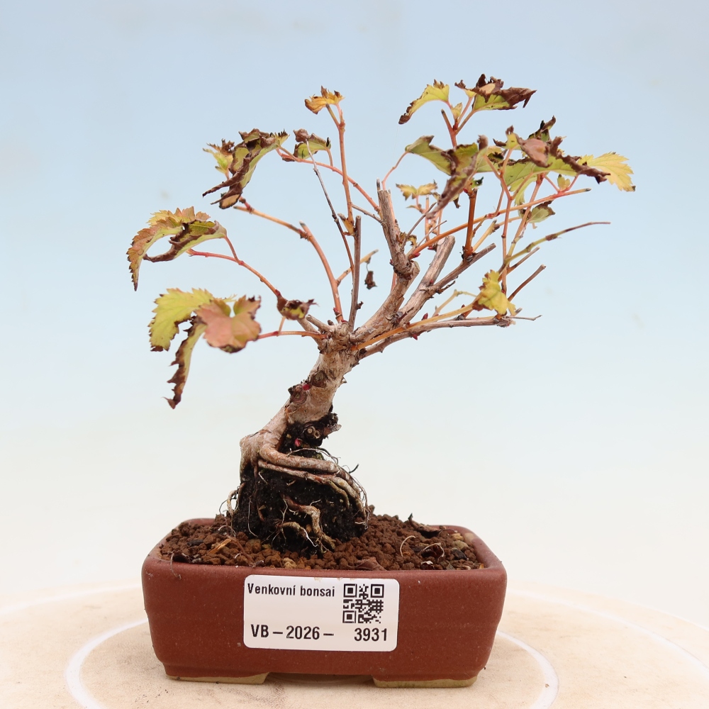 Bonsai für den Außenbereich – Stephanandra incisa – Gebogene Stephanandra