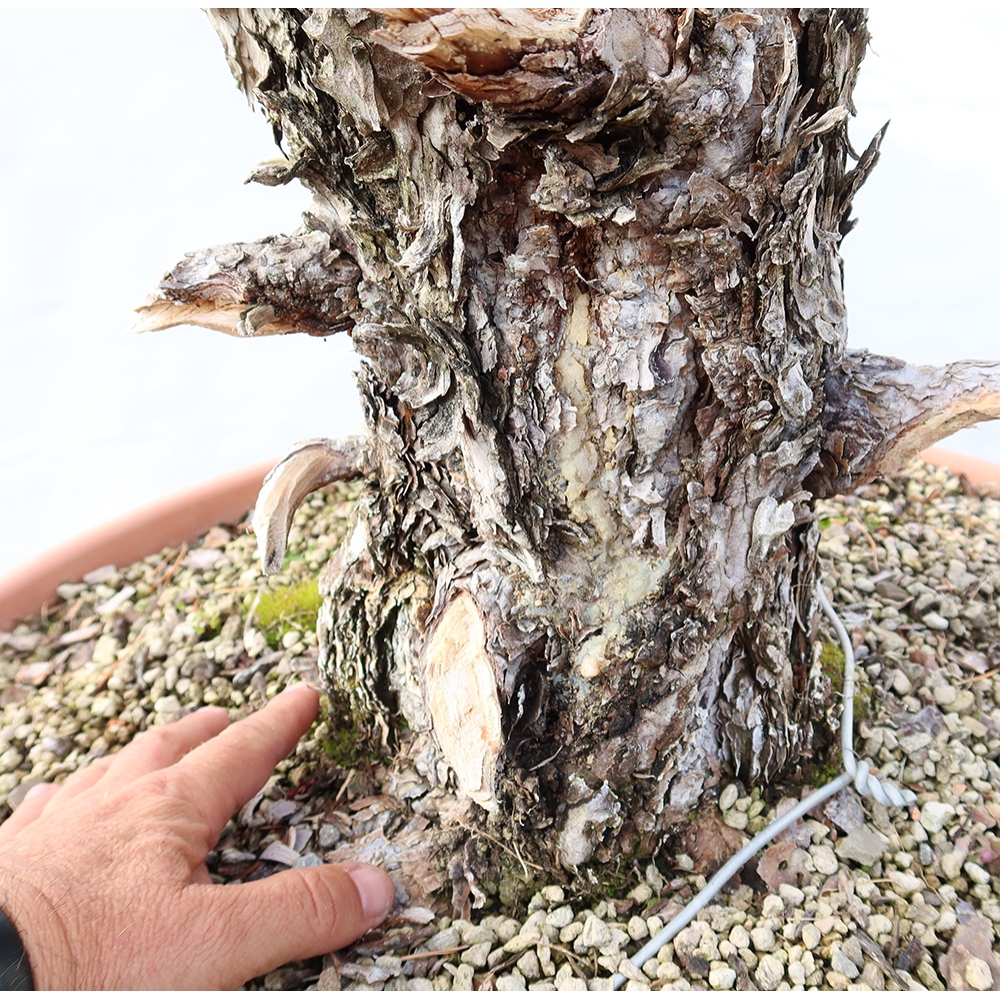 Pinus sylvestris Spanien – Waldkiefer