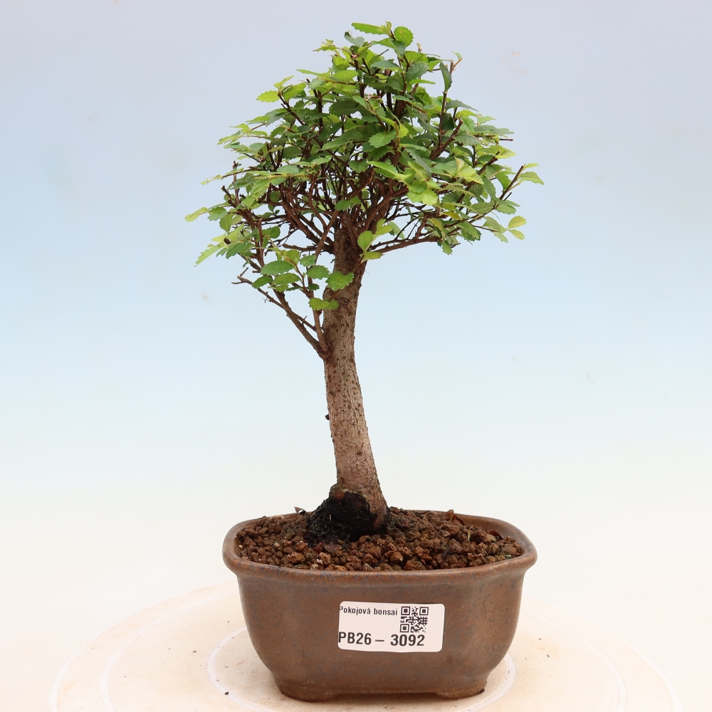 Zimmerbonsai - Ulmus parvifolia - Kleinblättrige Ulme