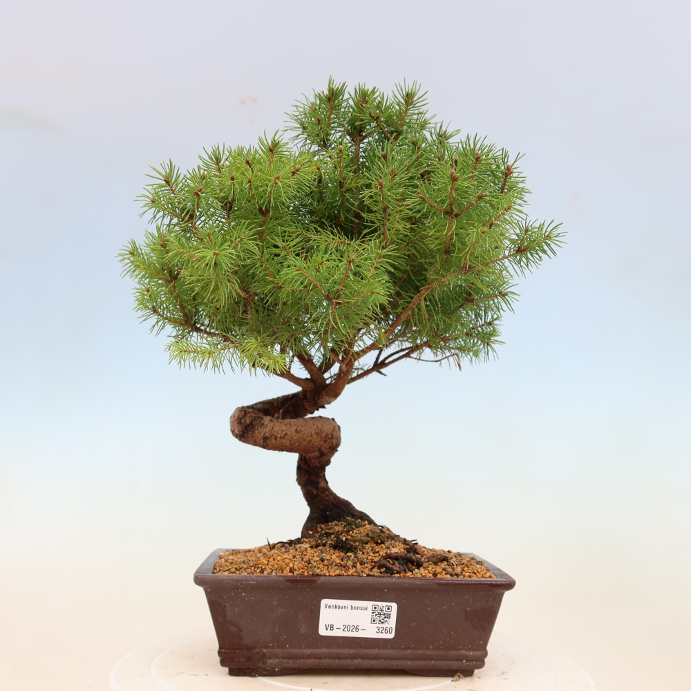 Bonsai für draußen - Fichte - Picea glauca globe