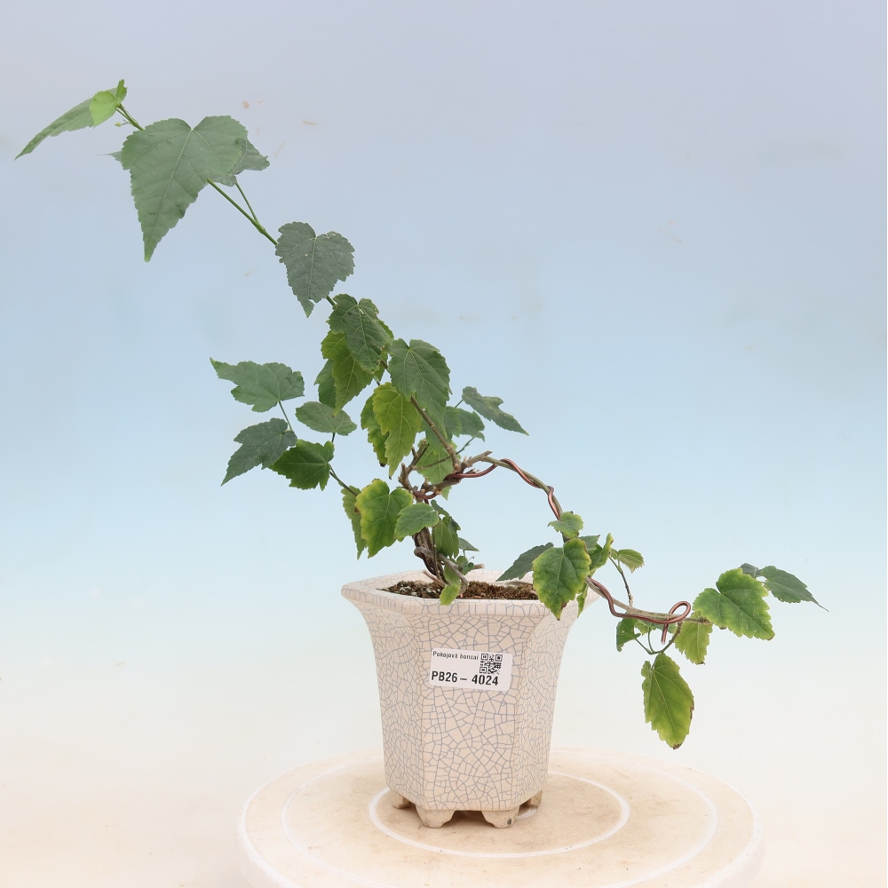 Zimmerbonsai - Abutilon Big Bell - Moltebeere
