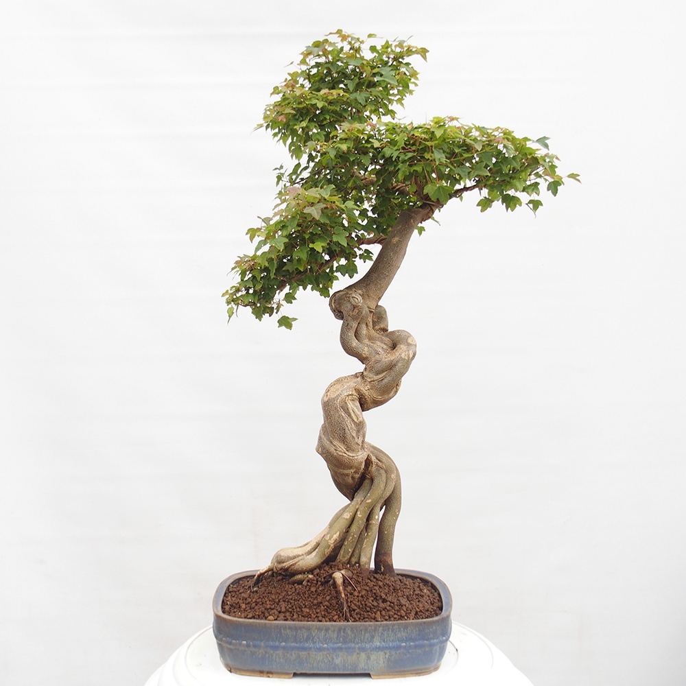 Bonsai im Freien - Ahorn Buergerianum - Burger Maple