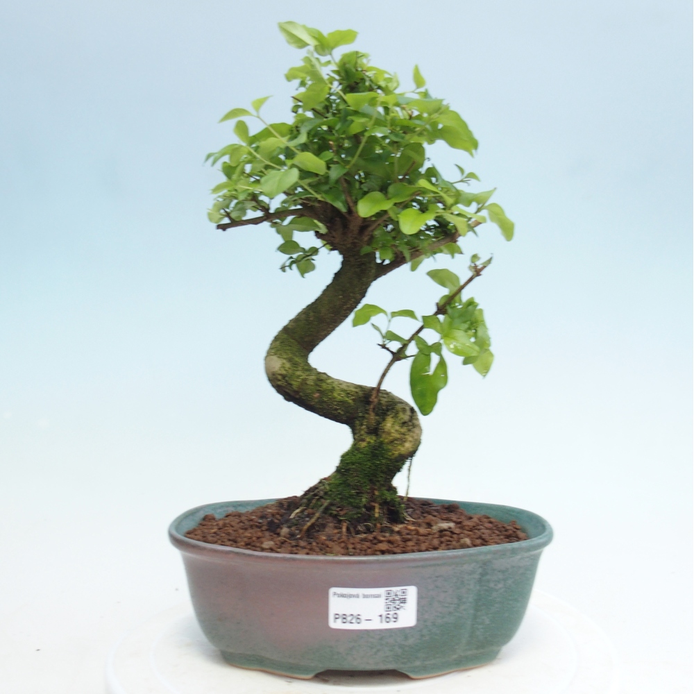 Zimmerbonsai -Ligustrum retusa - Kleinblättriger Vogelschnabel