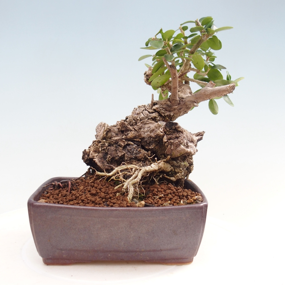 Indoor-Bonsai - Olea europaea sylvestris - Europäisches kleinblättriges Olivenöl