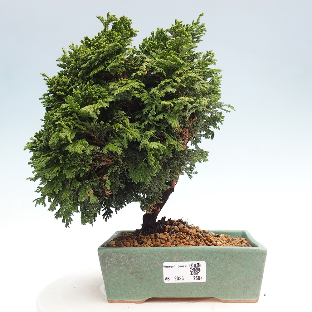 Bonsai im Freien - Cham.pis Parslori - Zypresse