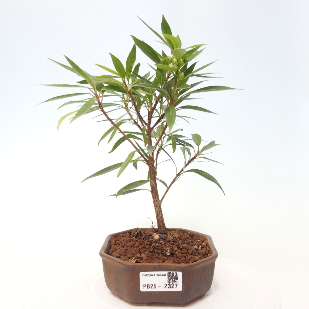 Zimmerbonsai - Ficus nerifolia - kleinblättriger Ficus