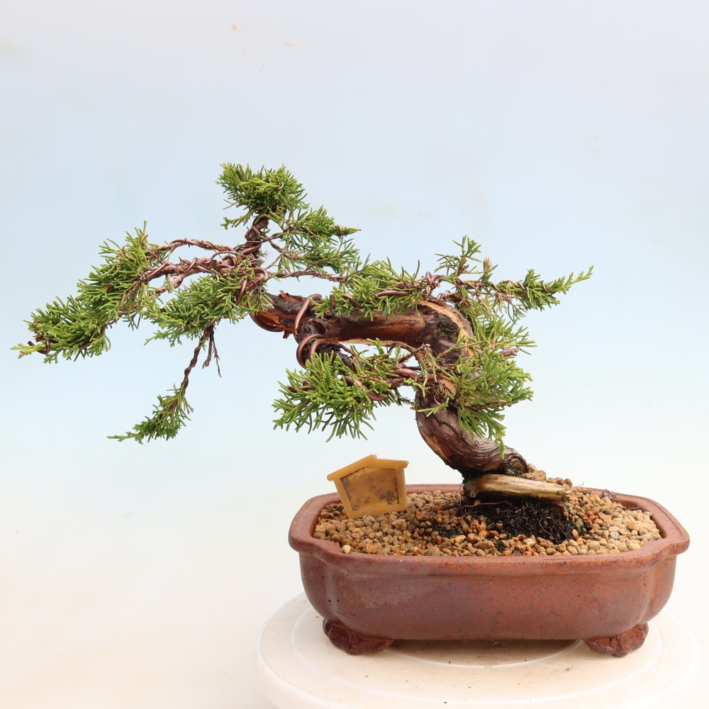 Bonsai für draußen - Juniperus chinensis Itoigawa-Juniperus chinensis