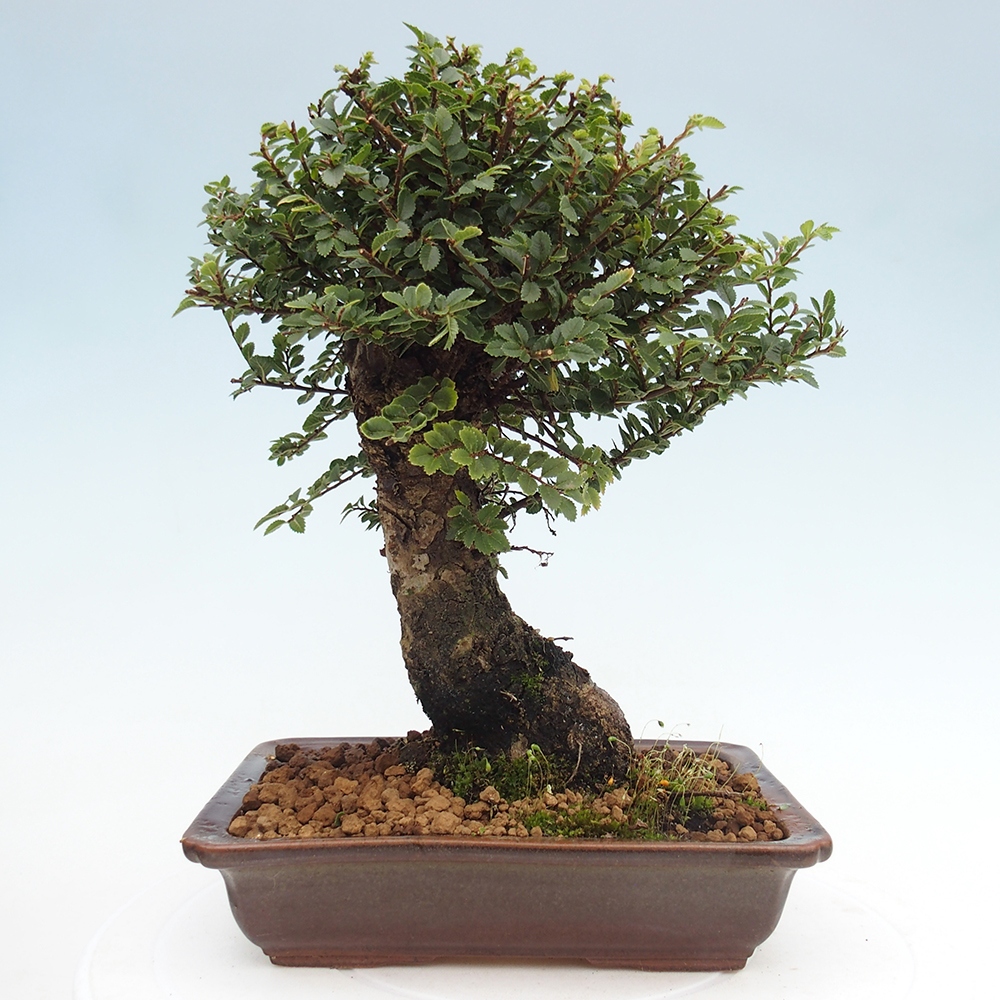 Bonsai im Freien - Ulmus parvifolia Hokkaido - Chinesische Ulme