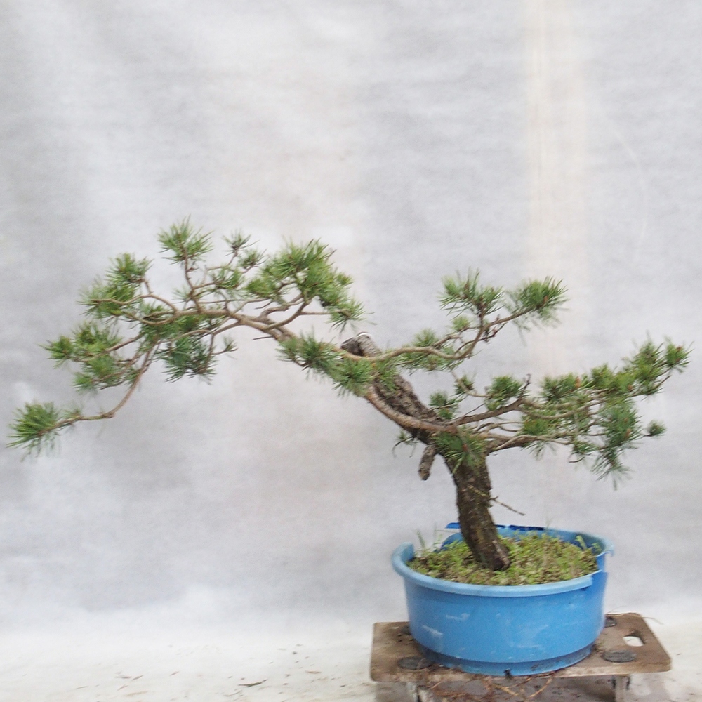 Yamadori - Pinus sylvestris 