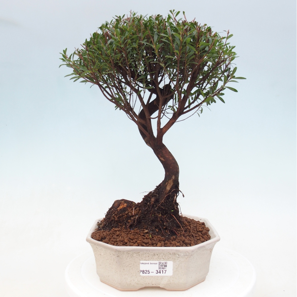 Zimmer Bonsai - Syzygium - Piment