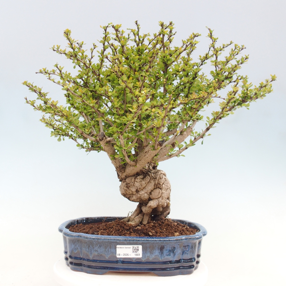 Bonsai für draußen - Berberis coreana