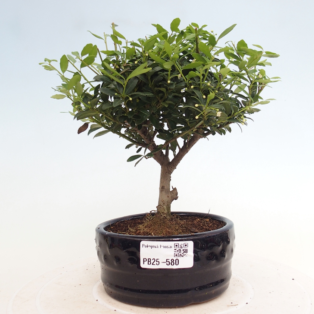 Zimmerbonsai - Ilex crenata - Holly