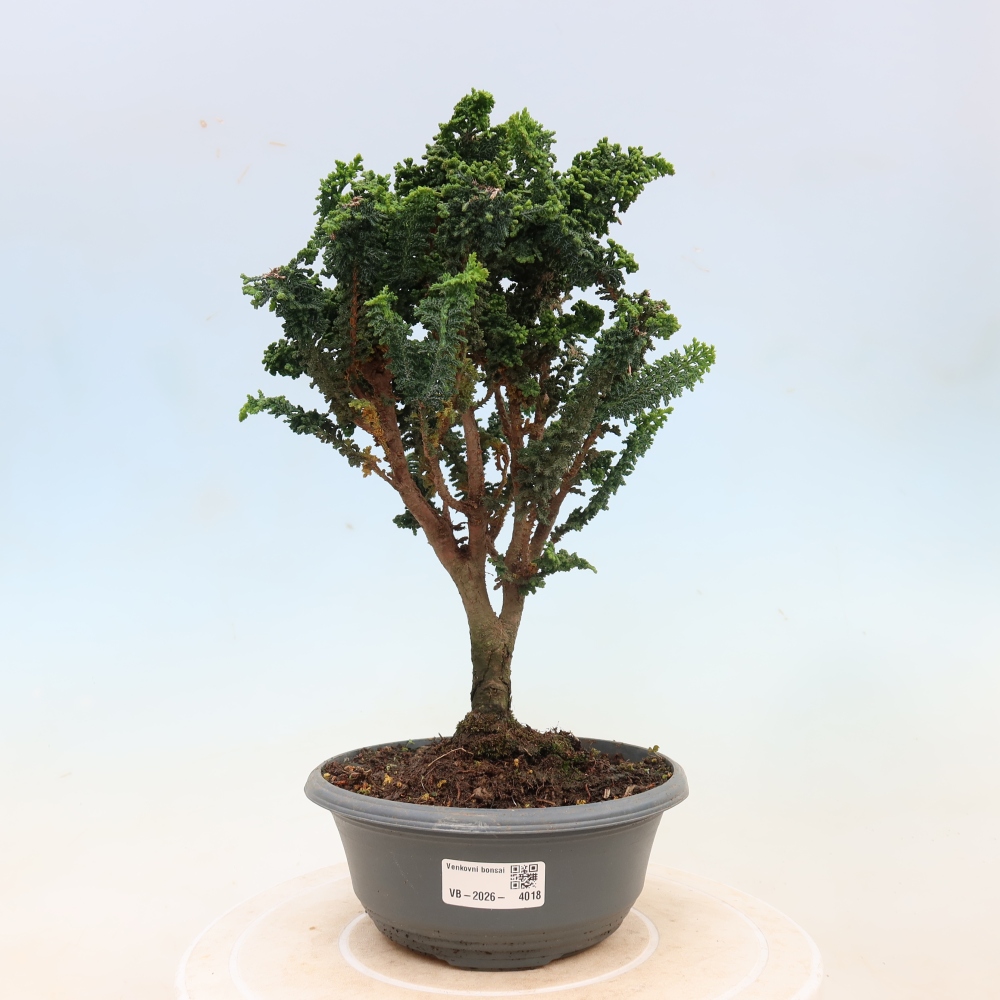 Bonsai für draußen - Cham. obtusa SEKKA HINOKI - Zypresse