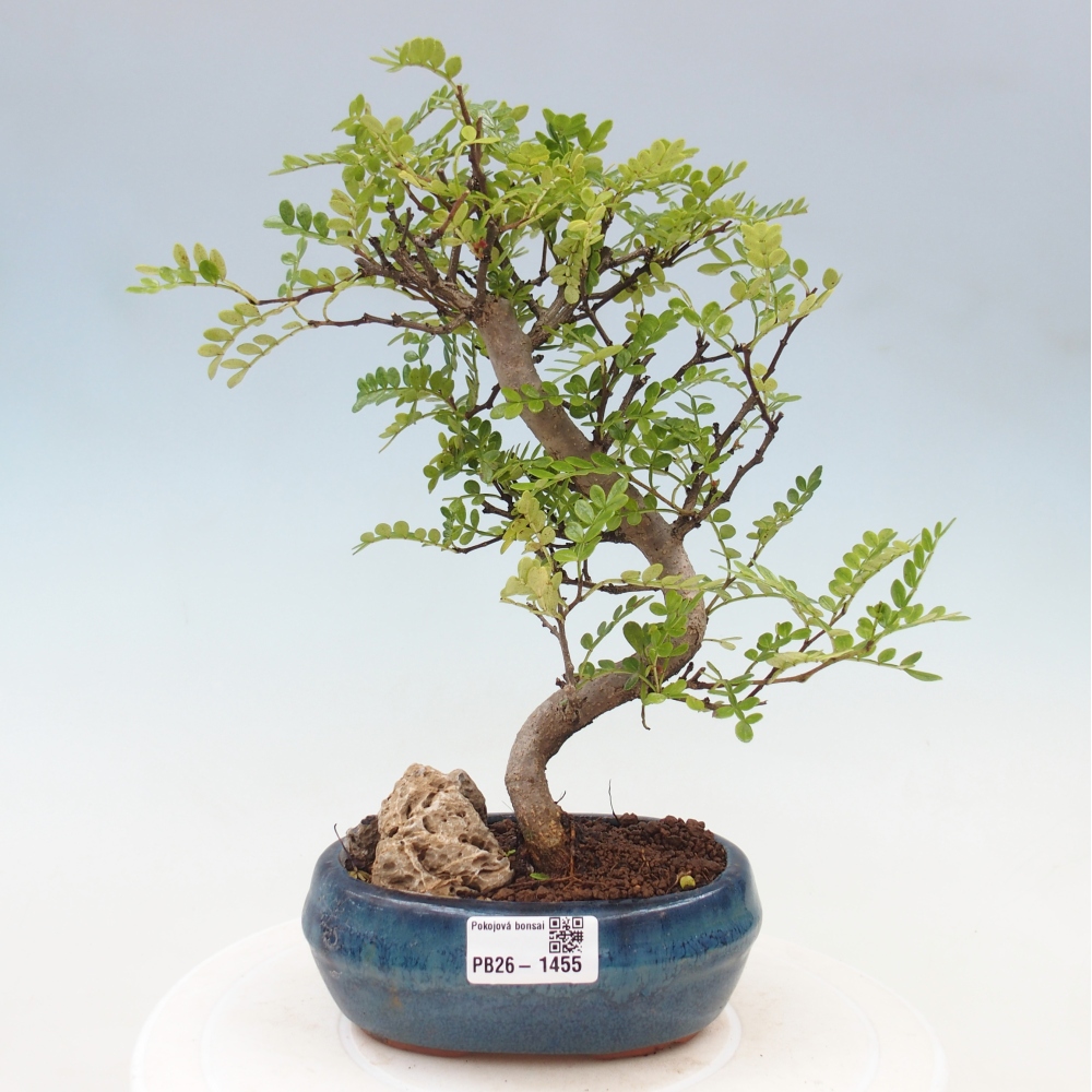 Zimmer Bonsai - Zantoxylum piperitum - Pfefferbaum