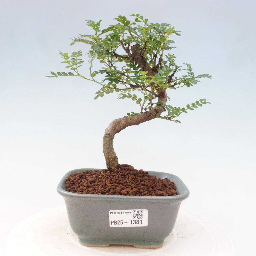 Indoor-Bonsai - Zantoxylum piperitum - Pfefferminze
