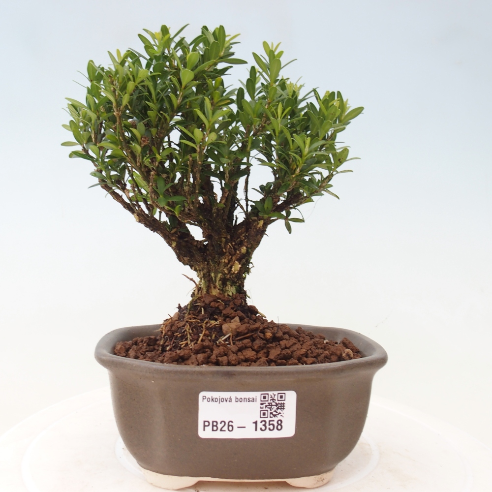 Zimmer Bonsai - Buxus harlandii - Korkbuxus