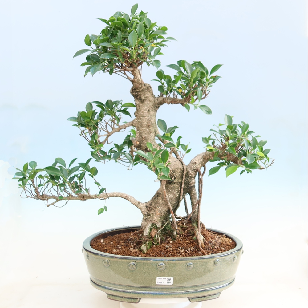 Zimmerbonsai - Ficus kimmen - Kleinblättriger Ficus