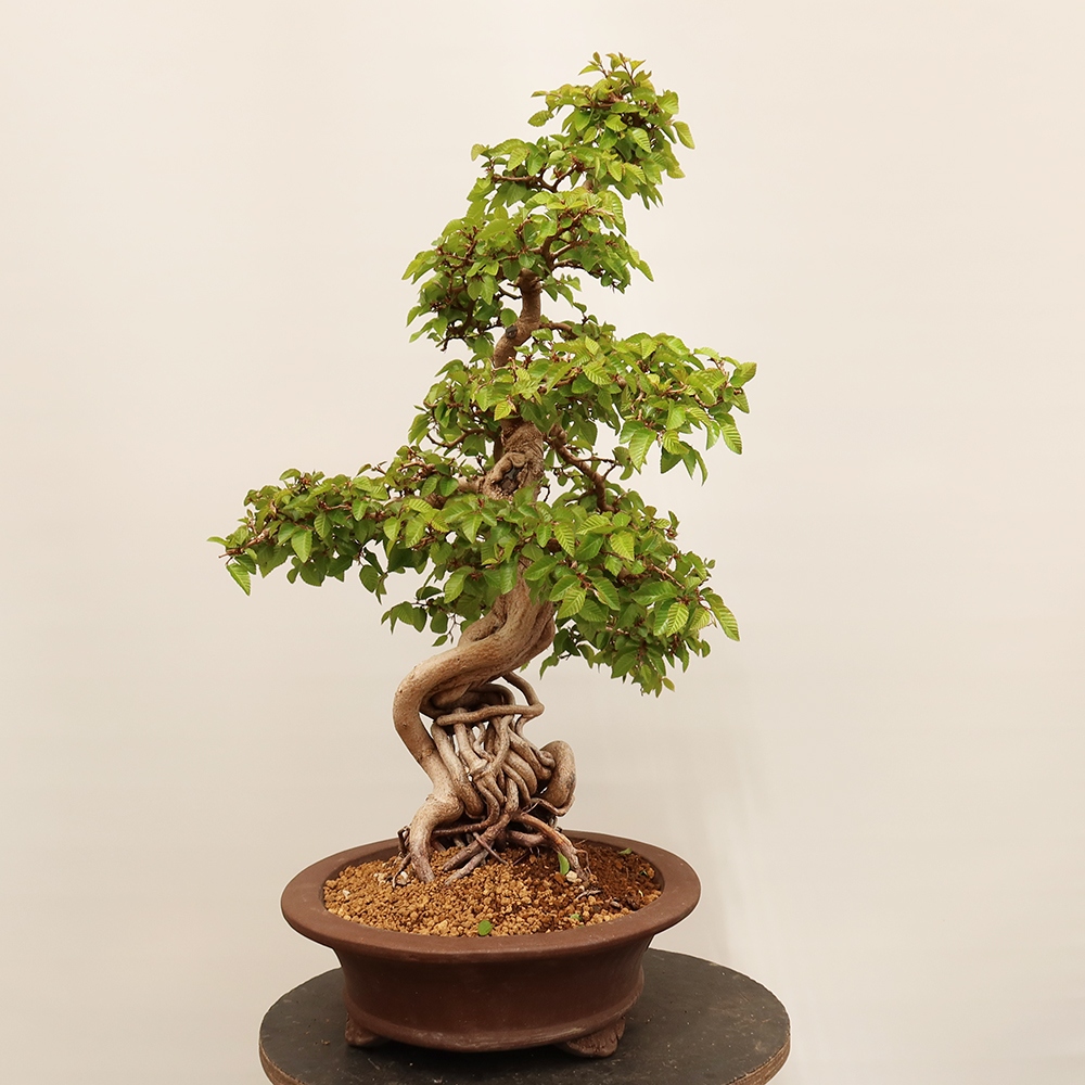 Bonsai im Freien - Carpinus Coreana - Koreanische Hainbuche