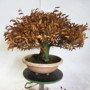 mandarine bonsai 10 seeds| Orange Tree Bonsai Seeds  Delicious Fruit, Easy to Grow, Pe   PEMDASGARDEN