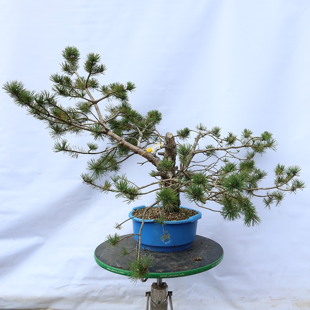 Pinus sylvestris Spanien – Waldkiefer
