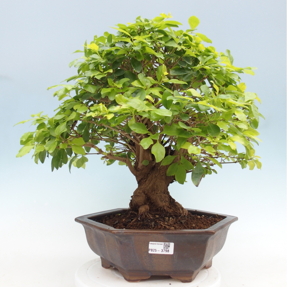 Zimmerbonsai - Duranta erecta Aurea - NUR PERSÖNLICHE ABHOLUNG oder Palettentransport