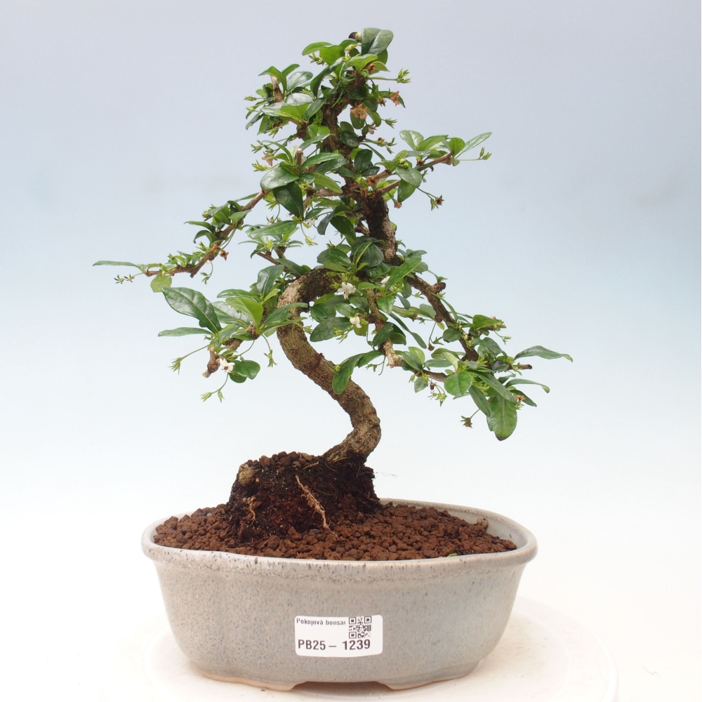 Zimmer Bonsai - Carmona macrophylla - Tea Fuki