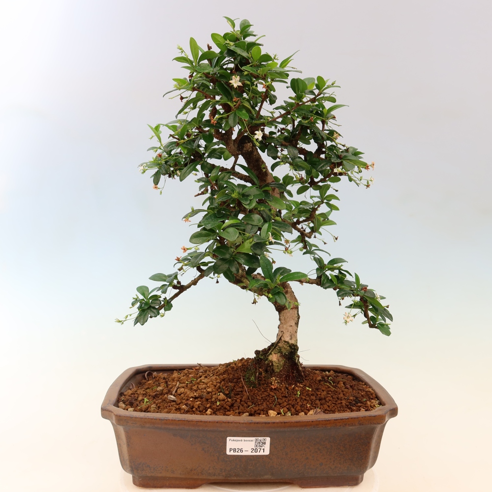 Zimmer-Bonsai - Carmona macrophylla - Tee-Fuki