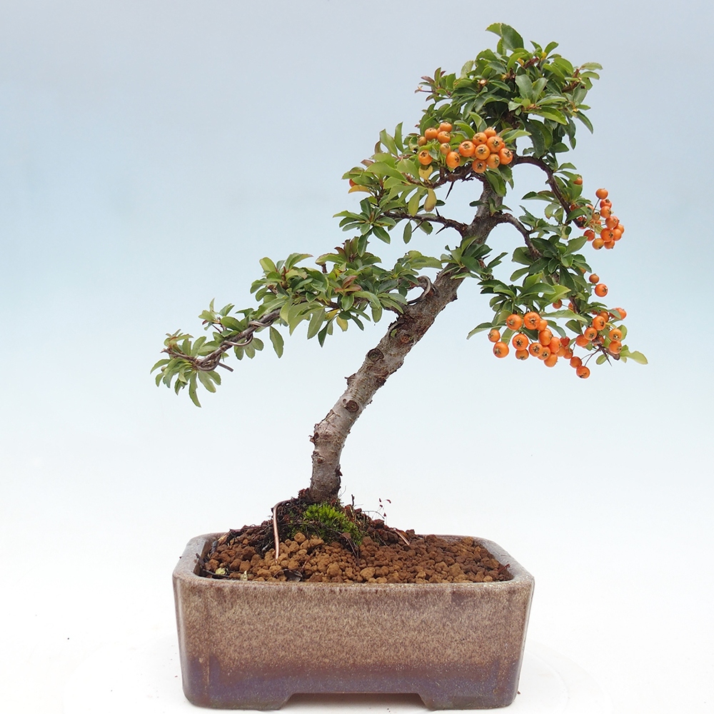 Outdoor Bonsai-Pyracanta Teton -Bäckerei