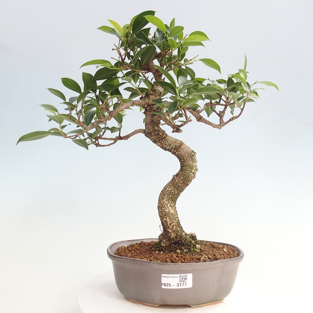 Indoor-Bonsai - Ficus retusa - kleiner Ficus