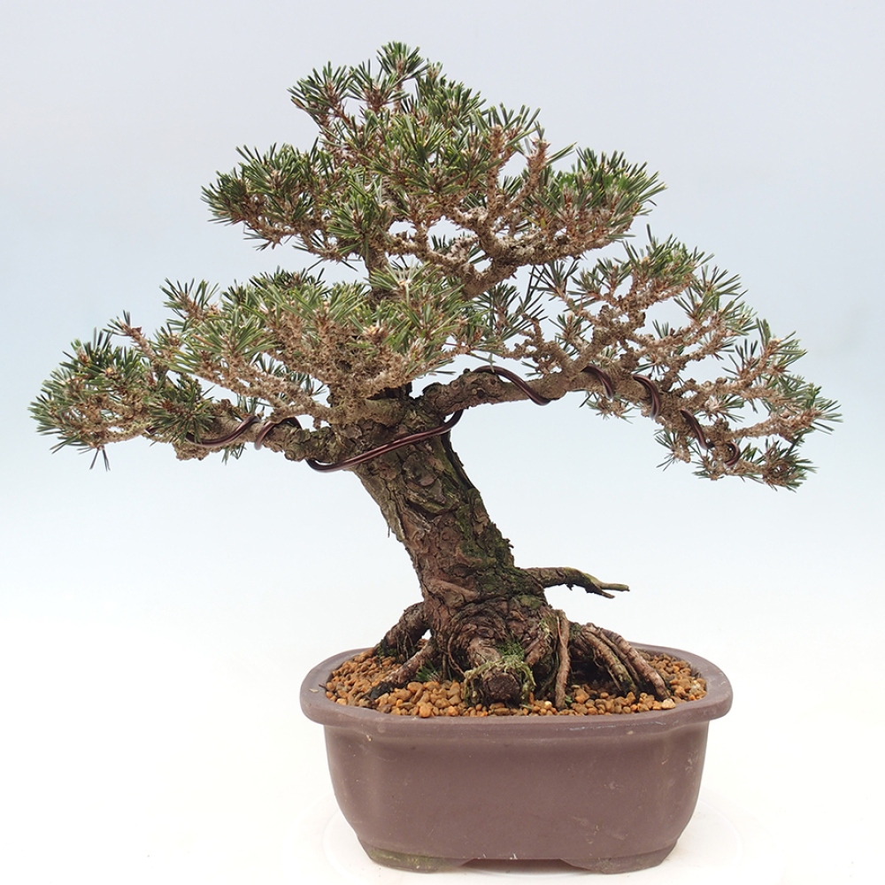 Bonsai für draußen - Pinus thunbergii Kotobuki - Thunberg-Kiefer
