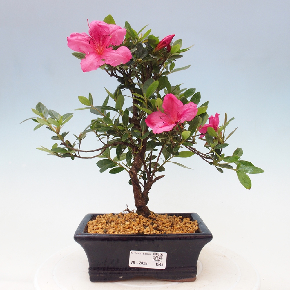 Bonsai im Freien - Japanische Azalee - Azalea sp.