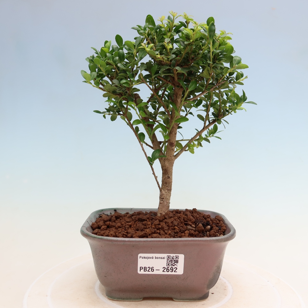 Zimmer Bonsai - Ilex crenata - Stechpalme