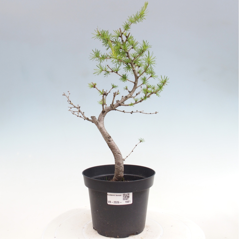 Bonsai für draußen -Larix decidua - Lärche