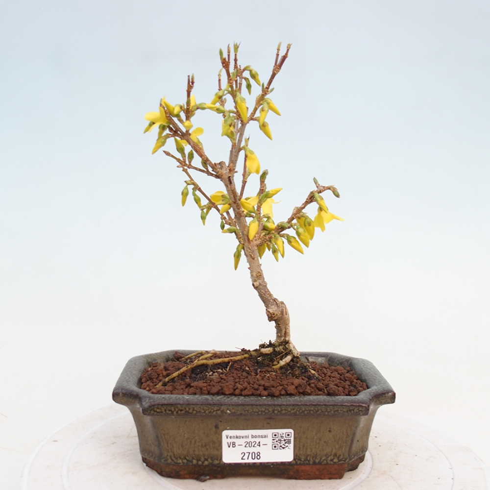 Bonsai im Freien - Forsythie - Forsythia intermedia 