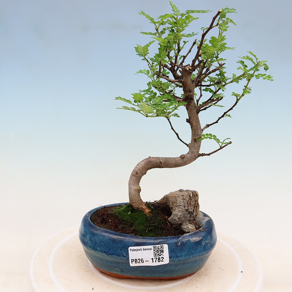 Zimmer Bonsai - Zantoxylum piperitum - Pfefferbaum