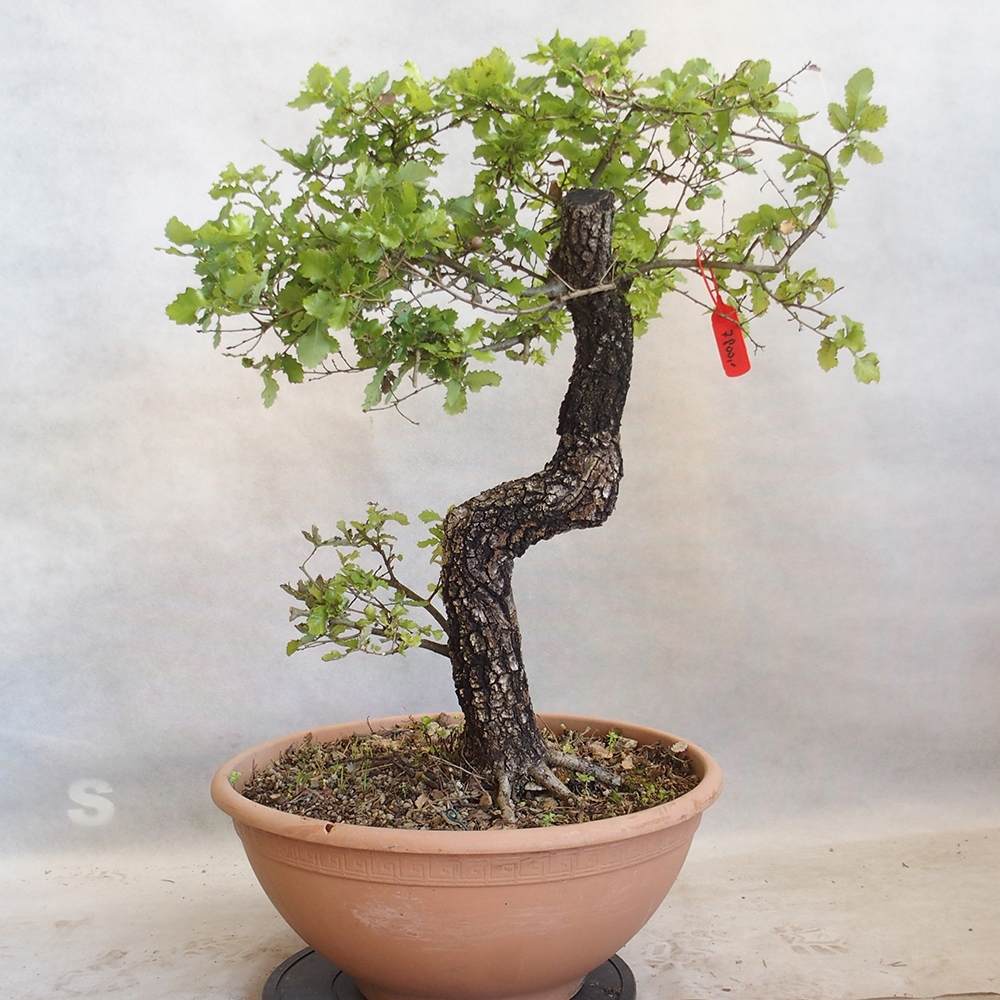Freilandbonsai Quercus Cerris - Eiche Cer