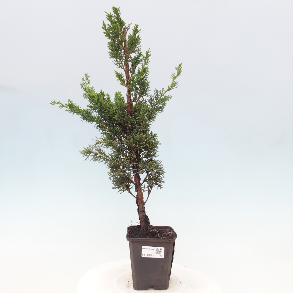 Bonsai für draußen - Juniperus chinensis Kishu