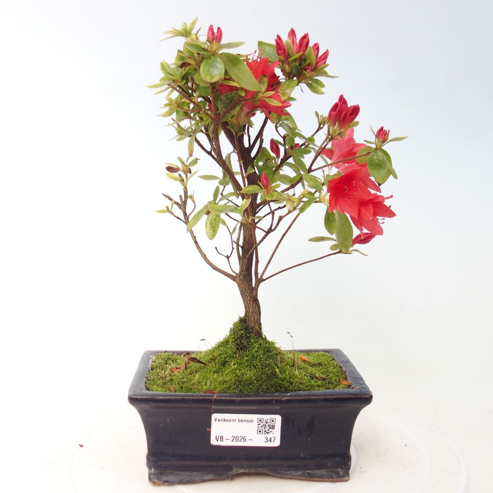 Bonsai für draußen - Japanische Azalee - Azalea sp.