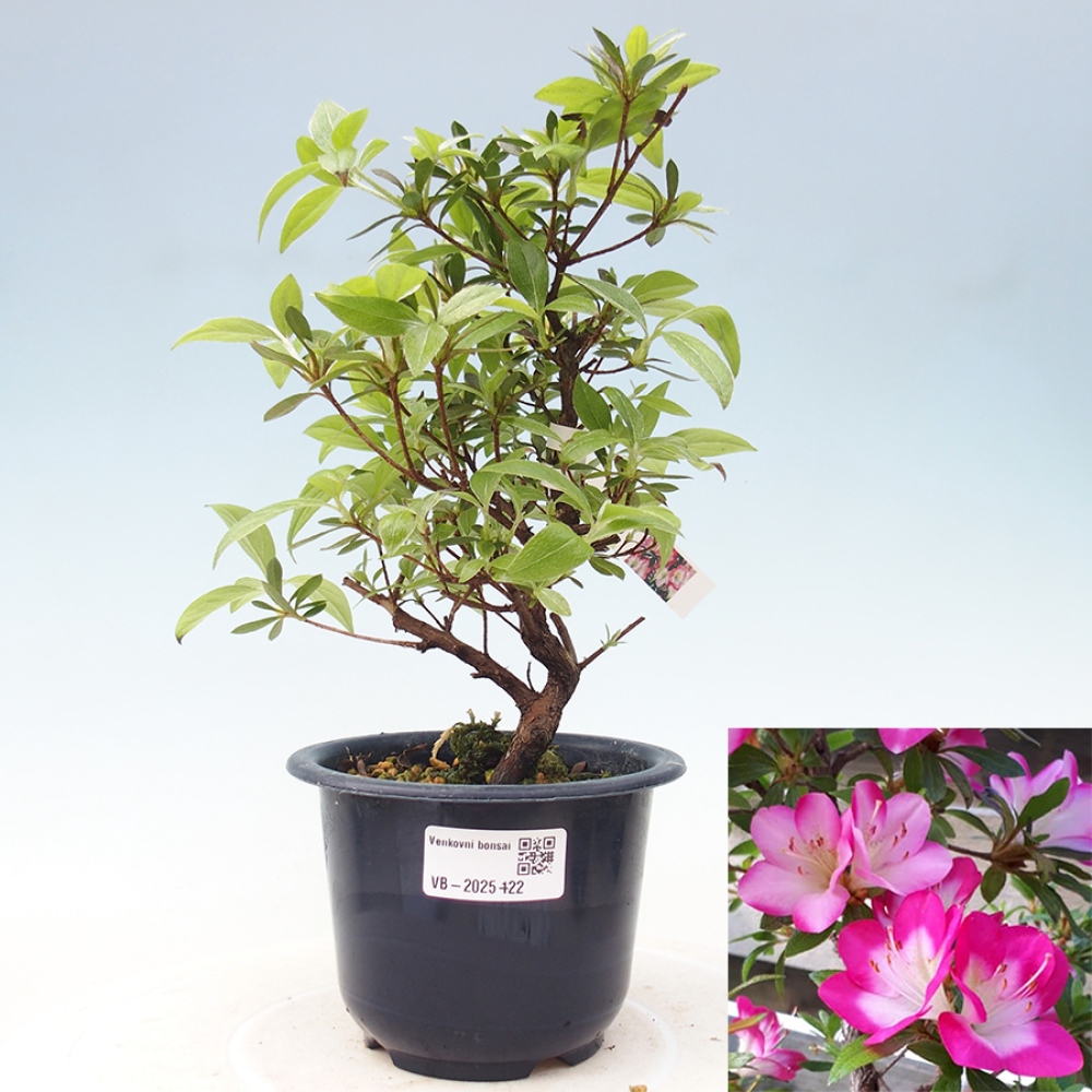 Bonsai im Freien - Japanische Azalee - Azalea Reiko