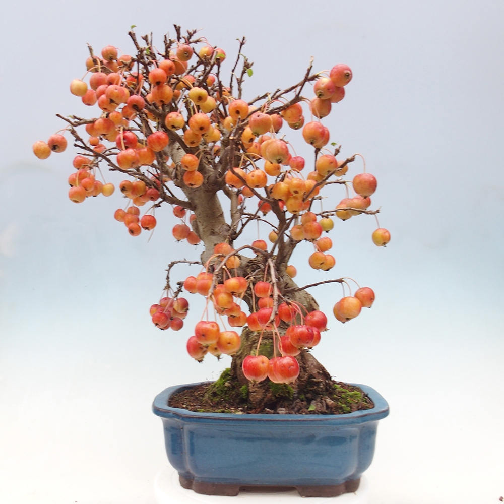 Bonsai im Freien - Malus halliana - Kleinfruchtiger Apfelbaum