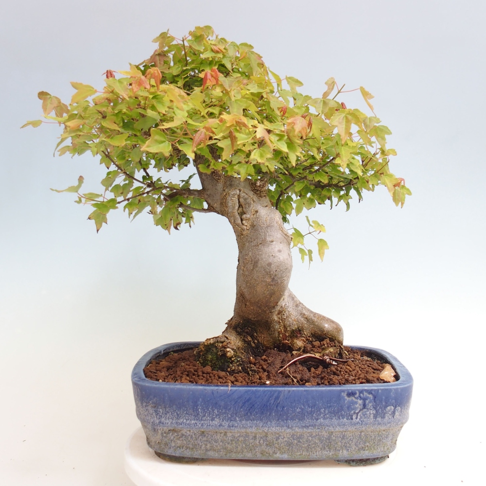 Bonsai im Freien - Ahorn Buergerianum - Burger Maple