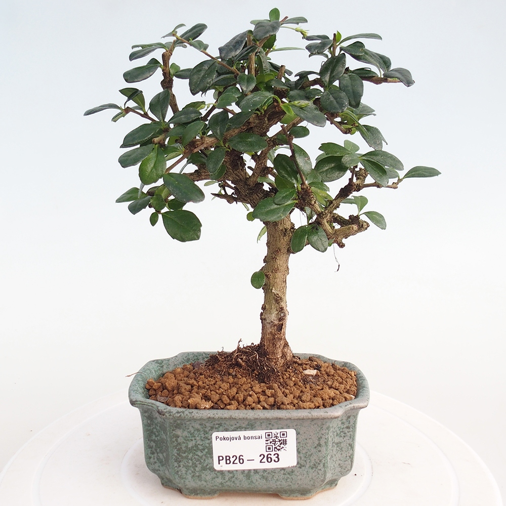 Zimmer-Bonsai - Carmona macrophylla - Tee-Fuki