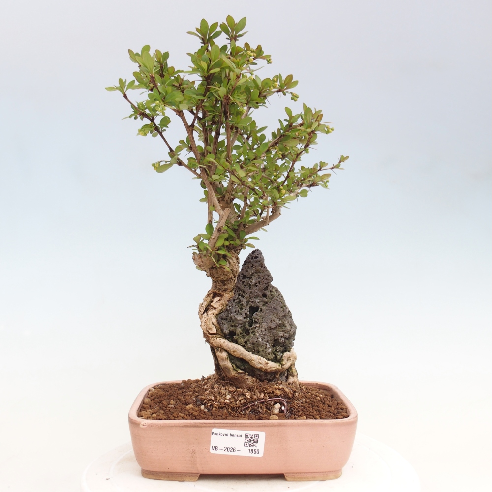 Bonsai für draußen - Berberis coreana