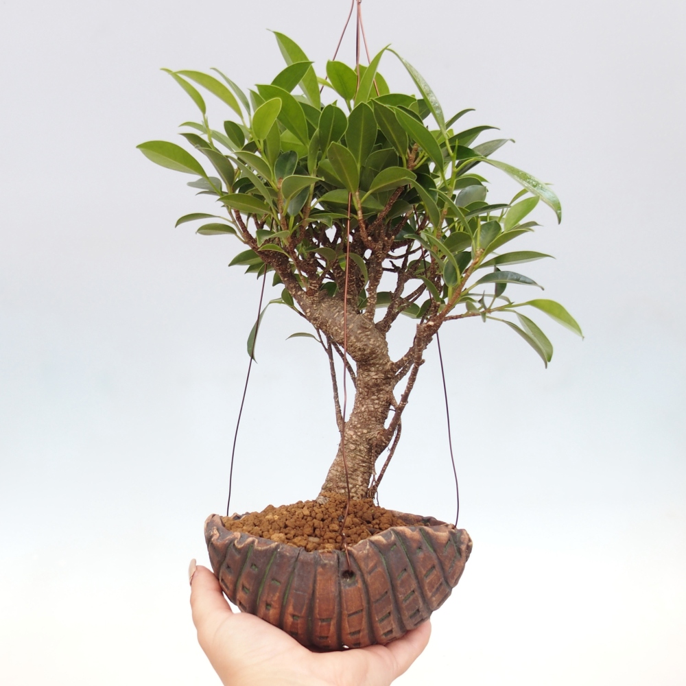 Kokedama aus Keramik - Kleinblättriger Ficus - Ficus kimmen