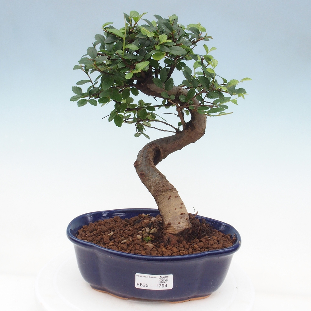 Zimmer Malolistý Ulme Bonsai